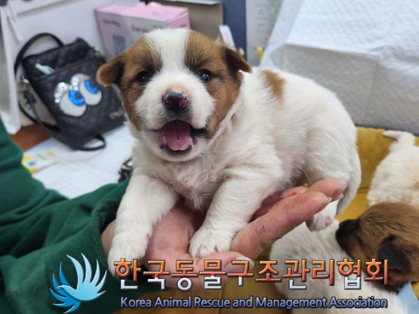 종료(입양) 믹스견…